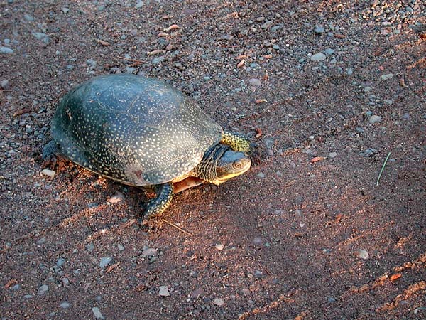 Blanding's Turtle | Emydoidea blandingii photo