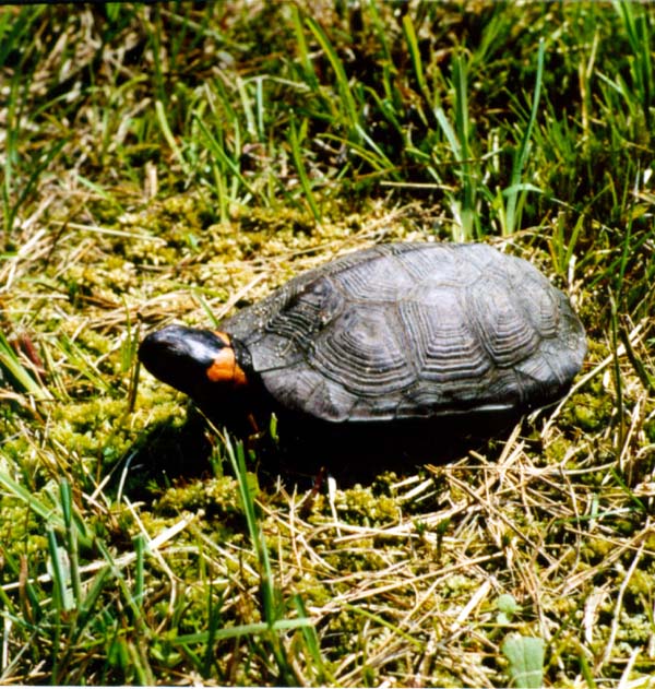 Bog Turtle | Glyptemys muhlenbergii photo