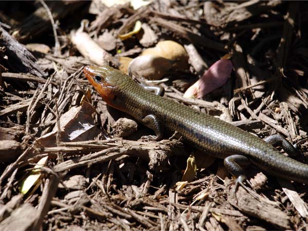 Broad-headed Skink | Eumeces laticeps photo