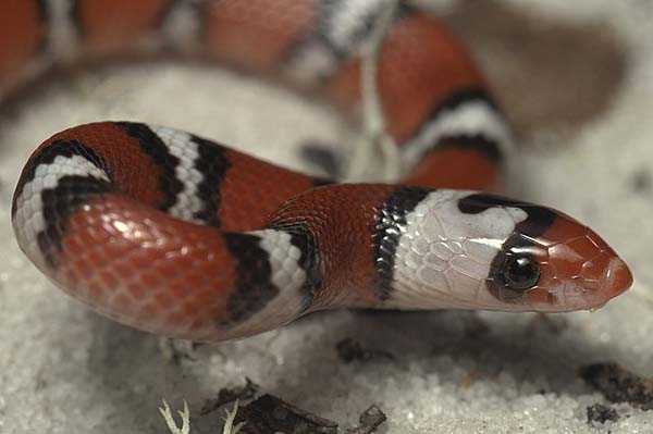 Scarlet Snake | Cemophora coccinea photo