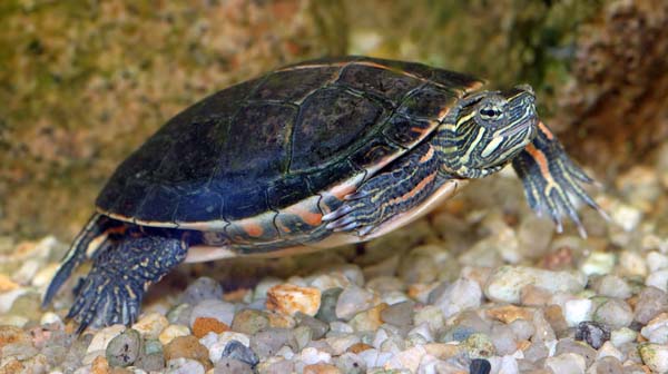 Painted Turtle | Chrysemys picta photo