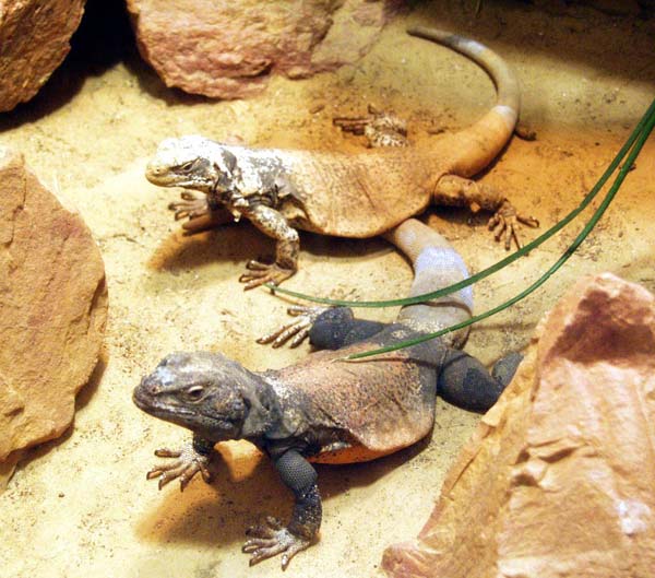 Chuckwalla | Sauromalus obesus photo