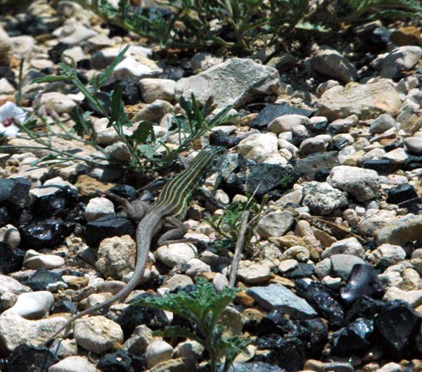 Texas Spotted Whiptail | Cnemidophorus gularis-gularis photo