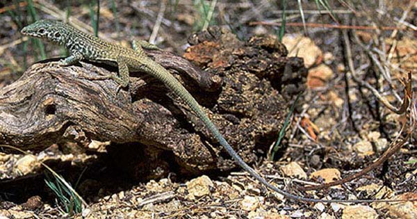 Western Whiptail | Cnemidophorus tigris photo