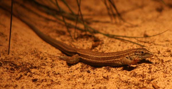 Desert Grassland Whiptail | Cnemidophorus uniparens photo