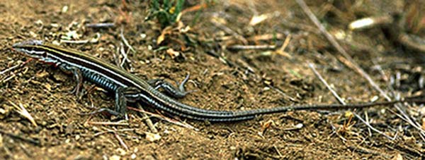 Orangethroat Whiptail | Cnemidophorus hyperythrus photo