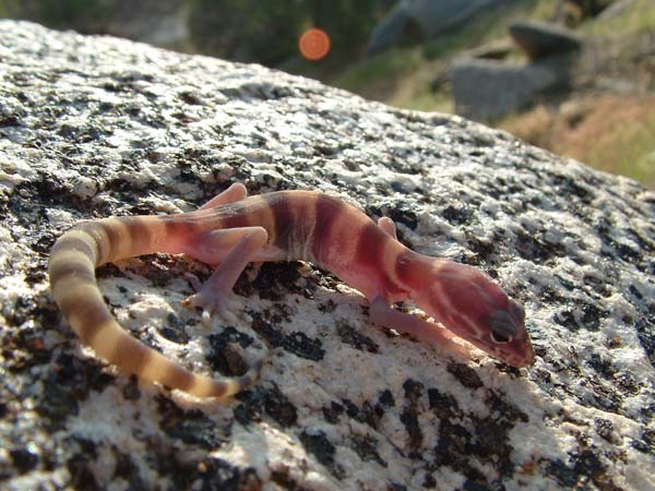 Western Banded Gecko | Coleonyx variegatus-abbotti photo