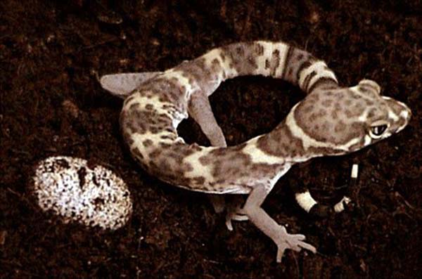 Texas Banded Gecko | Coleonyx brevis photo