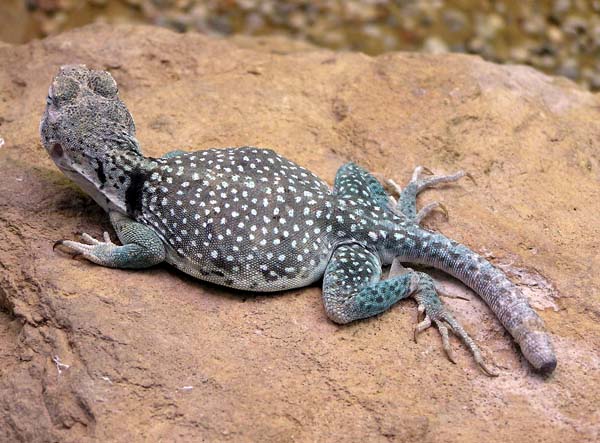 Collared Lizard | Crotaphytus collaris photo