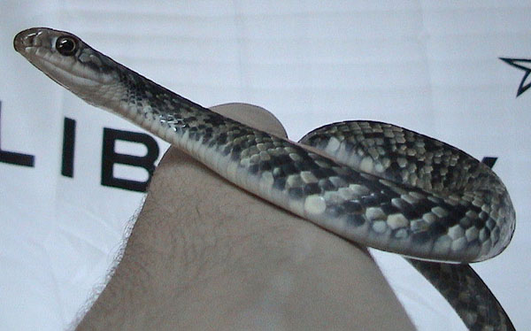 Buttermilk Racer | Coluber constrictor-anthicus photo