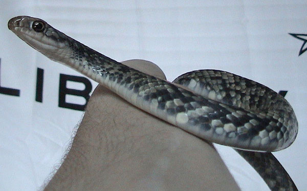 Buttermilk Racer | Coluber constrictor-anthicus photo
