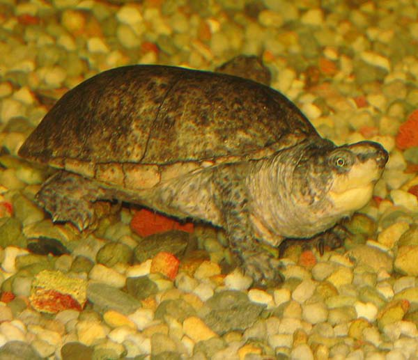 Common Musk Turtle | Sternotherus odoratus photo