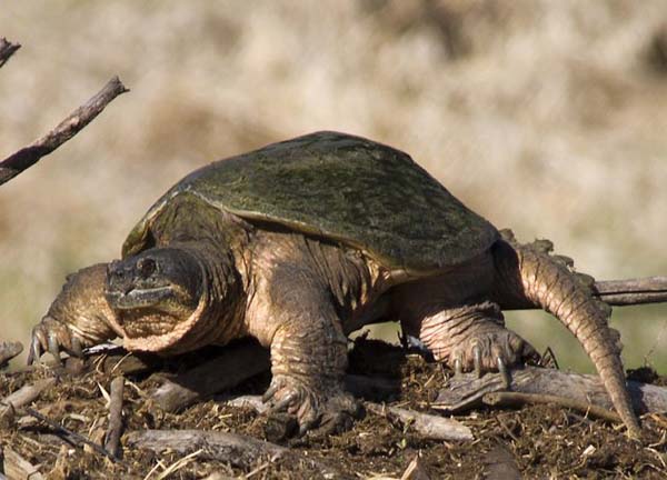 Common Snapping Turtle | Chelydra serpentina photo