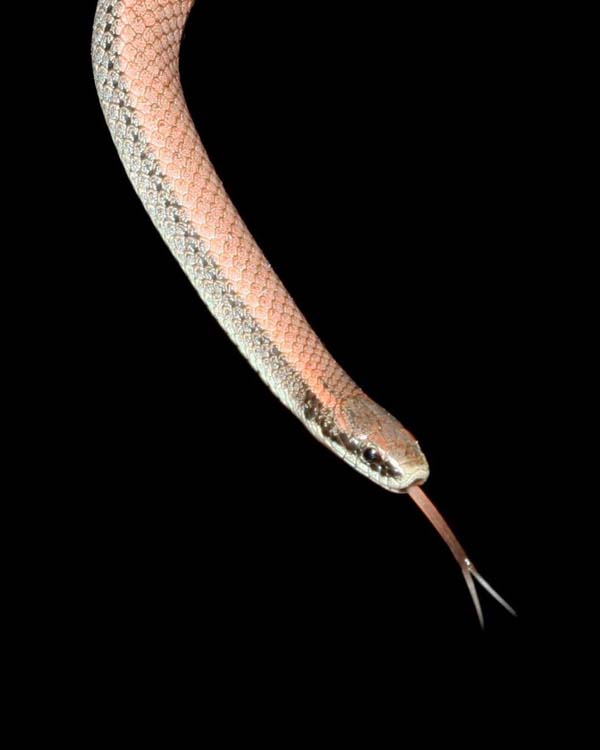 Sharptail Snake | Contia tenuis photo