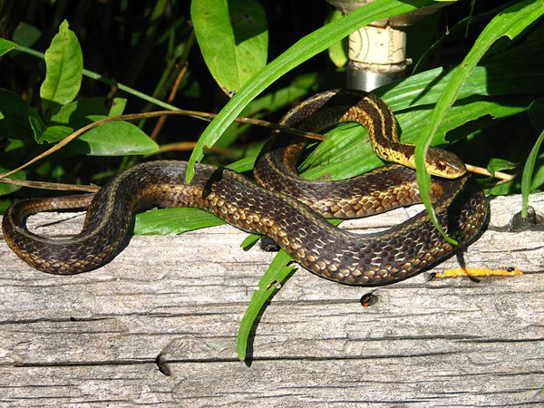 Common Garter Snake | Thamnophis sirtalis-sirtalis photo