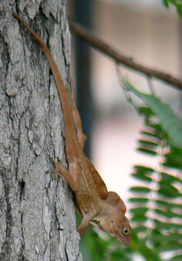 Crested Anole | Anolis cristatellus photo