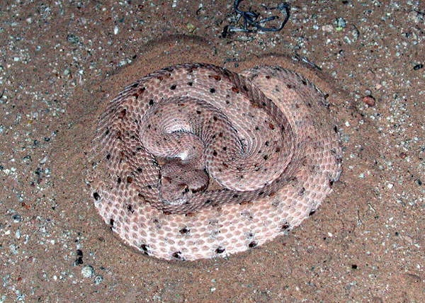 Sidewinder | Crotalus cerastes photo