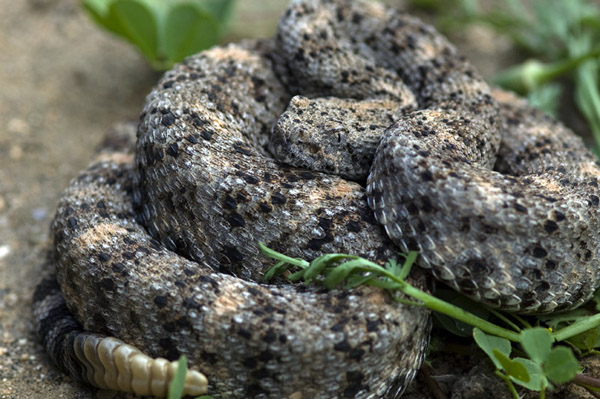 Southwestern Speckled Rattlesnake | Crotalus mitchellii-pyrrhus photo