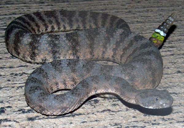 Tiger Rattlesnake | Crotalus tigris photo