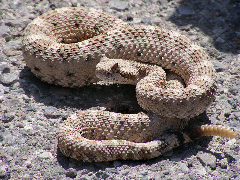 Sidewinder | Crotalus cerastes photo