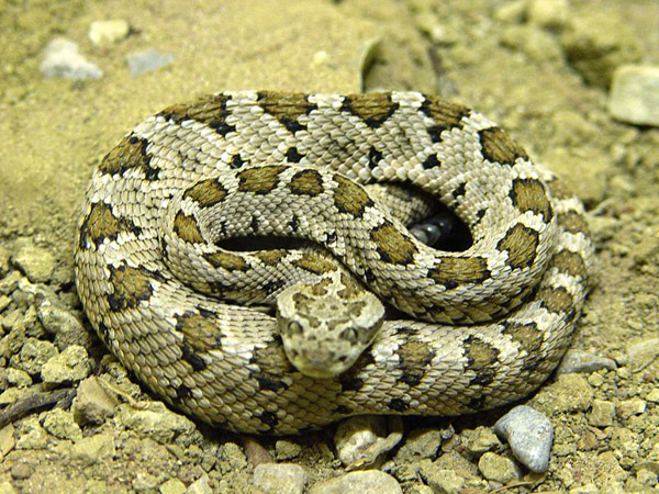 Baja California Rattlesnake | Crotalus enyo photo