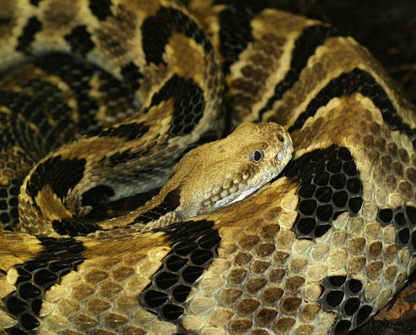 Timber Rattlesnake | Crotalus horridus photo