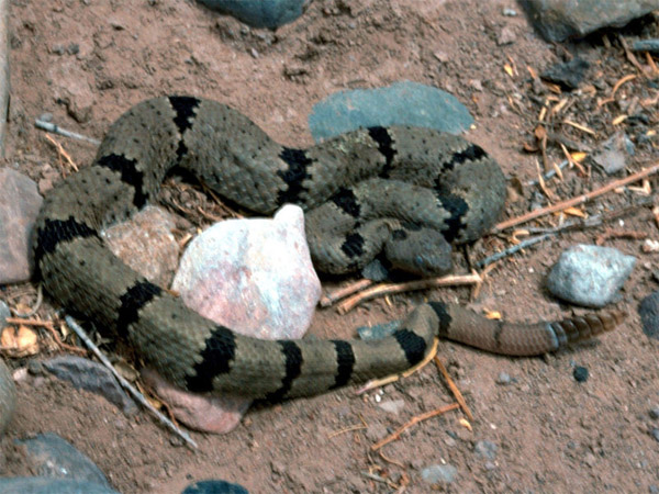 Banded Rock Rattlesnake | Crotalus lepidus-klauberi photo