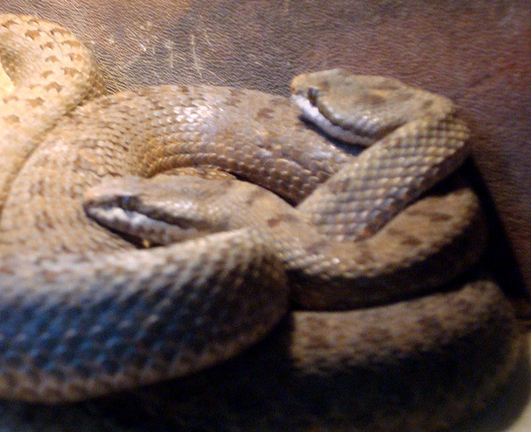 Twin-spotted Rattlesnake | Crotalus pricei photo