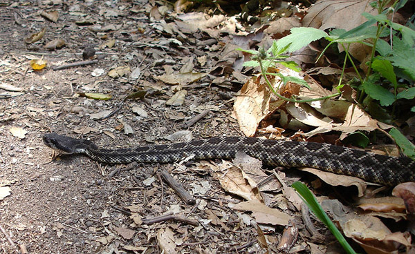 Southern Pacific Rattlesnake | Crotalus oreganus-helleri photo