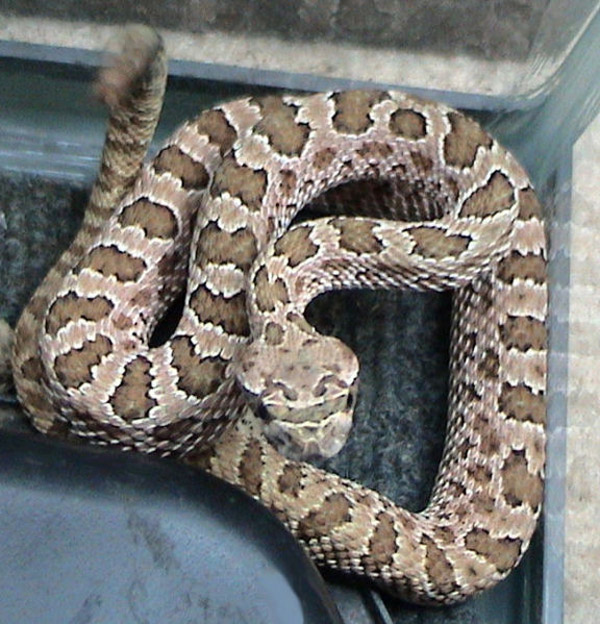 Hopi Rattlesnake | Crotalus viridis-nuntius photo