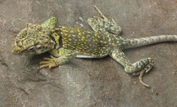 Collared Lizard | Crotaphytus collaris photo