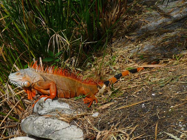 Common Iguana | Iguana iguana photo