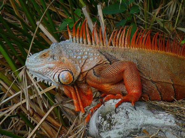 Common Iguana | Iguana iguana photo