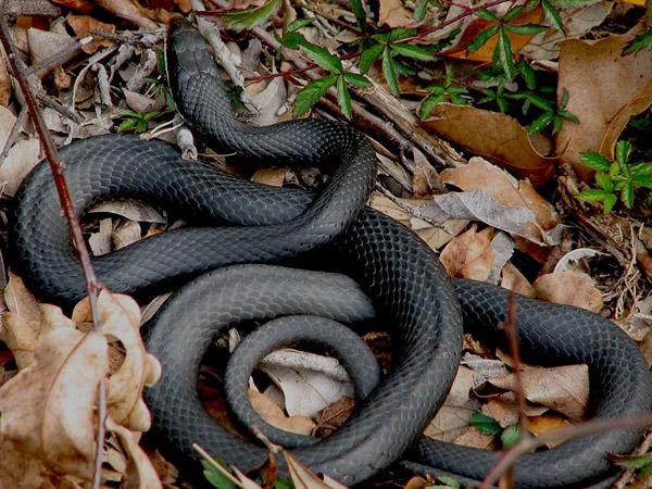 Black Racer | Coluber constrictor-priapus photo