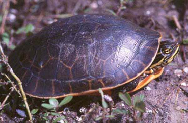 Chicken Turtle | Deirochelys reticularia photo