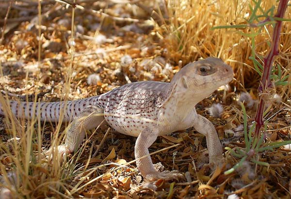 Desert Iguana | Dipsosaurus dorsalis photo