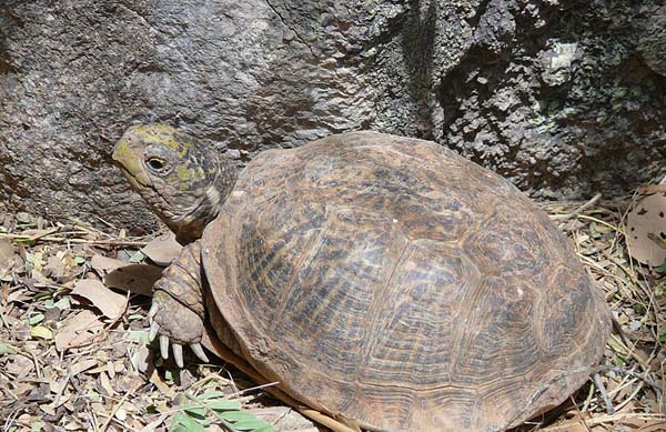 Desert Box Turtle | Terrapene ornata-luteola photo