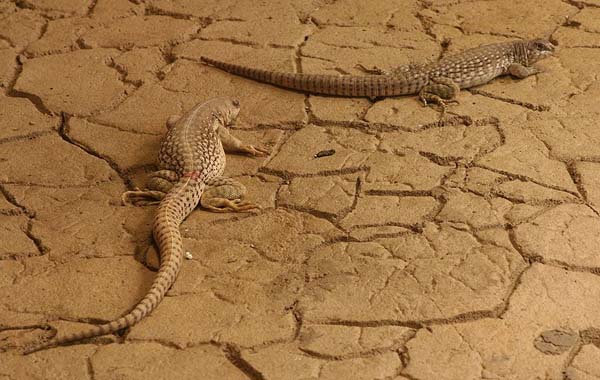 Desert Iguana | Dipsosaurus dorsalis photo