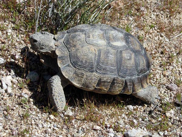 Desert Tortoise | Gopherus agassizii photo