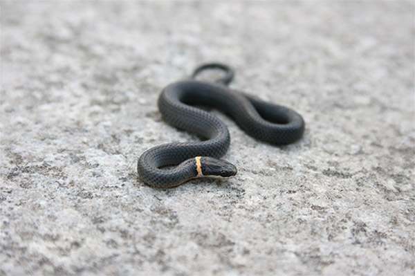 Northern Ringneck Snake | Diadophis punctatus-edwardsii photo