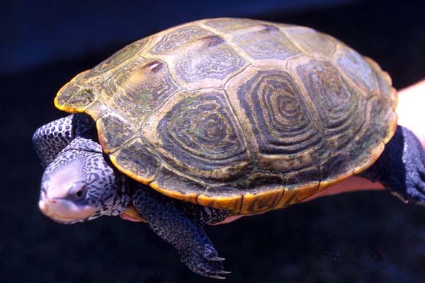 Diamondback Terrapin | Malaclemys terrapin photo