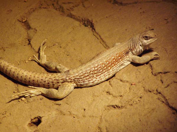 Desert Iguana | Dipsosaurus dorsalis photo