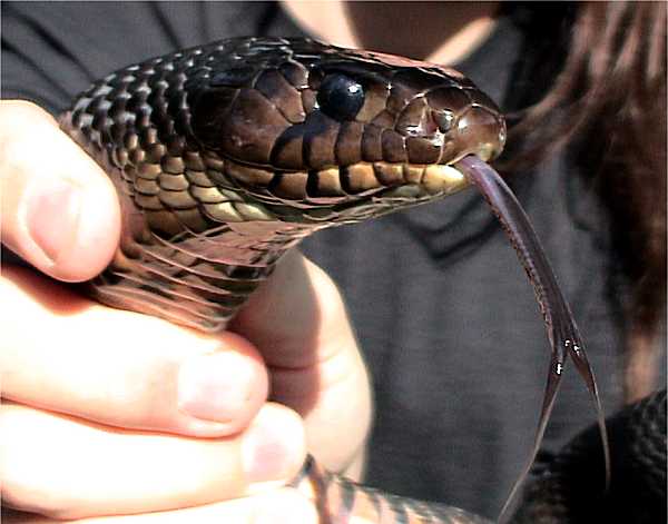 Texas Indigo Snake | Drymarchon corais-erebennus photo