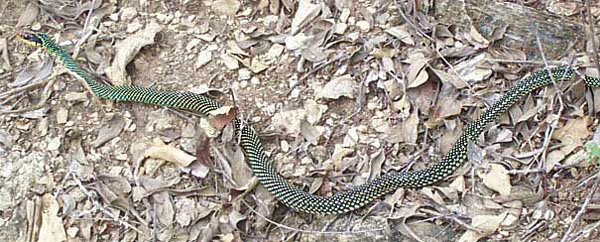 Speckled Racer | Drymobius margaritiferus photo