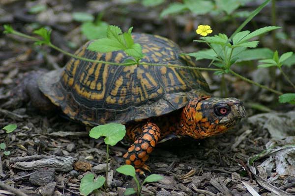 Eastern Box Turtle | Terrapene carolina photo