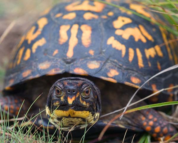 Eastern Box Turtle | Terrapene carolina photo