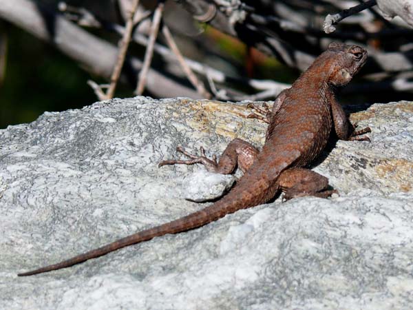 Eastern Fence Lizard | Sceloporus undulatus photo