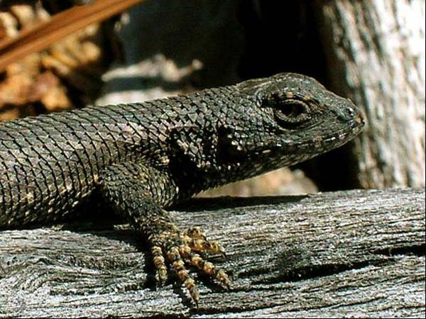 Eastern Fence Lizard | Sceloporus undulatus photo