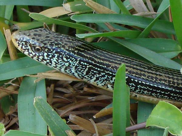 Eastern Glass Lizard | Ophisaurus ventralis photo