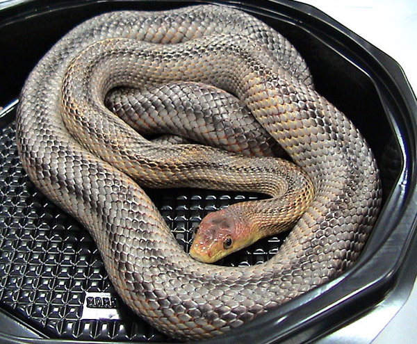 Baird's Rat Snake | Elaphe bairdi photo